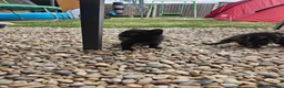 Mixed Breed cats for sale: Black girl and tabby boy - Advert 6