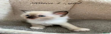 Seal Point Mitted Ragdoll girl 4