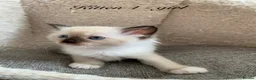 Ragdoll cats for sale: 🐾 Six Adorable Purebred Ragdoll Kittens 🐾 - Advert 34