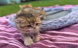 British Shorthair cats for sale: ✨🐾 Soft & Adorable Golden White Blue Kittens 🐾✨ - Image 14