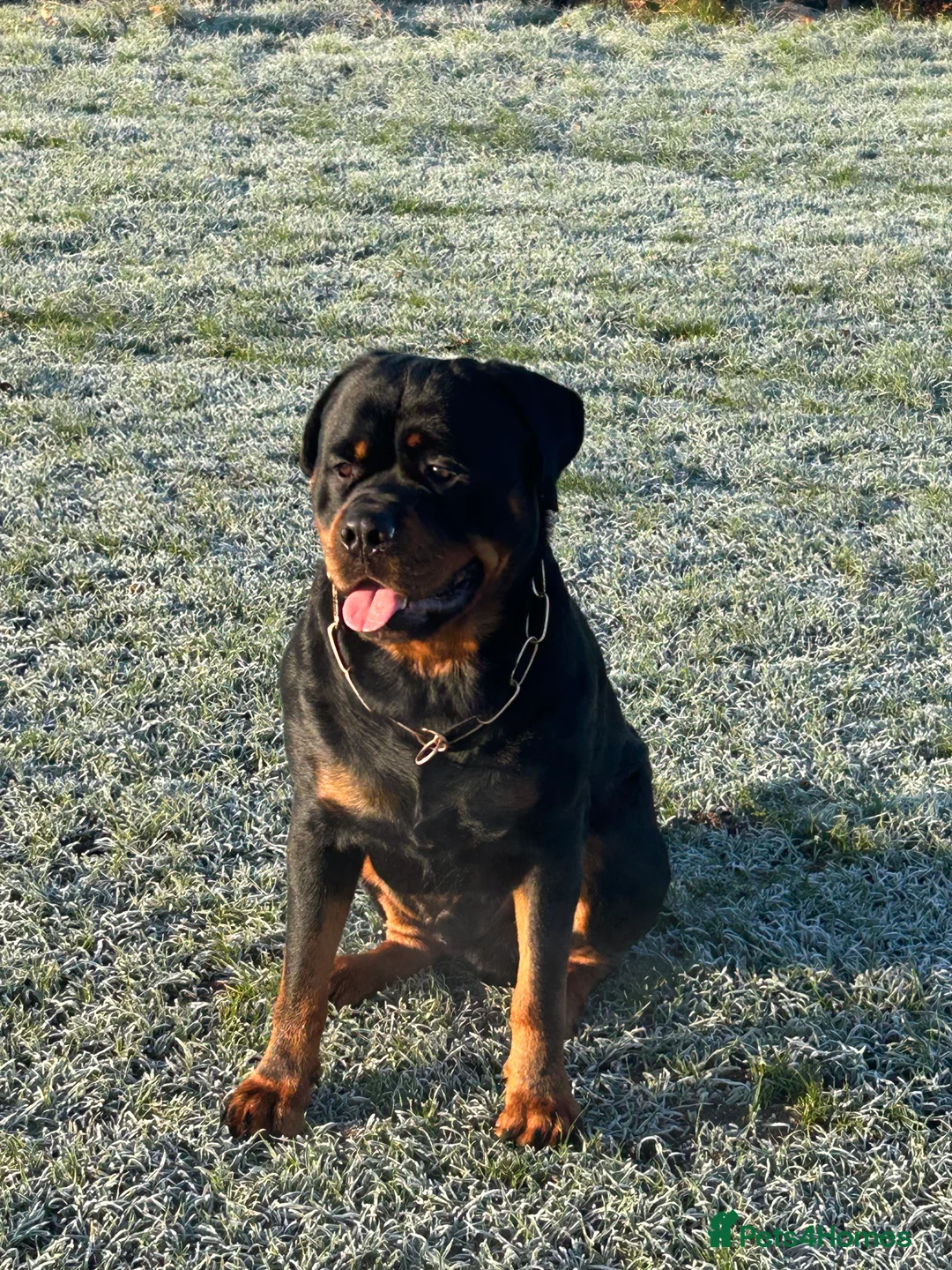 Rottweiler dogs for stud: Hector 60kg plus Rottweiler KC Reg  in Stanford-le-Hope - Advert 14