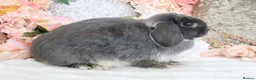 Mini Lop rabbits for sale: Cute Blue Mini Lop Babies  in Wisbech - Advert 10