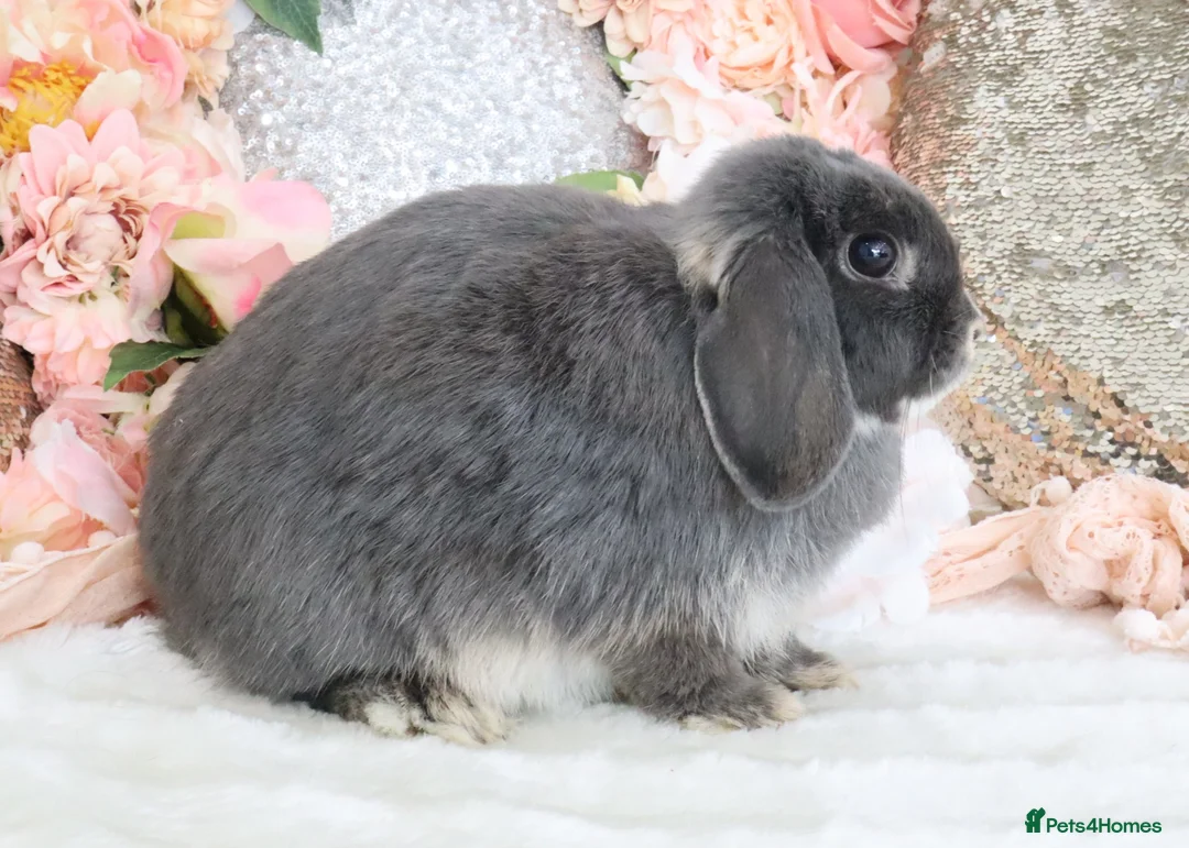 Mini Lop rabbits for sale: Cute Blue Mini Lop Babies  in Wisbech - Advert 10
