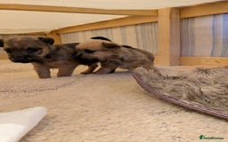 Mixed Breed dogs for sale: Norfolk terrier cross cairn terrier  - Image 9