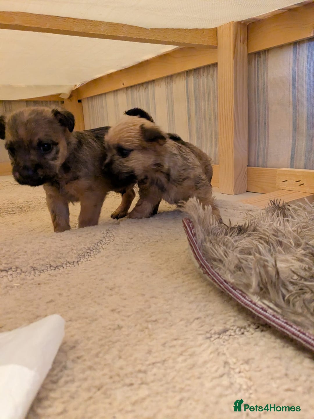 Mixed Breed dogs for sale: Norfolk terrier cross cairn terrier  - Image 9