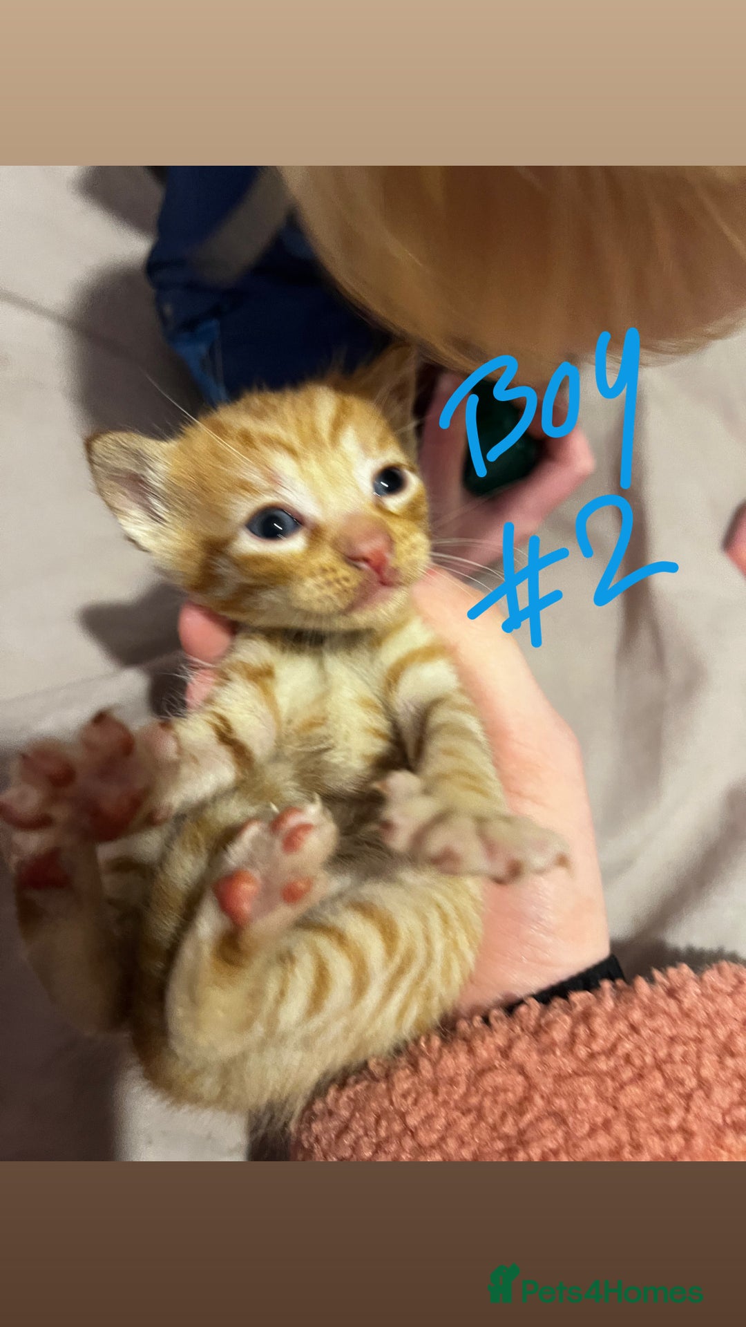 British Shorthair cats for sale: 4 gorgeous kittens for sale  - Image 12