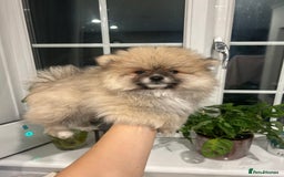 Pomeranian dogs for sale: 4 lovely Pomeranian Puppies for sale AVAILABLE NOW - Image 8