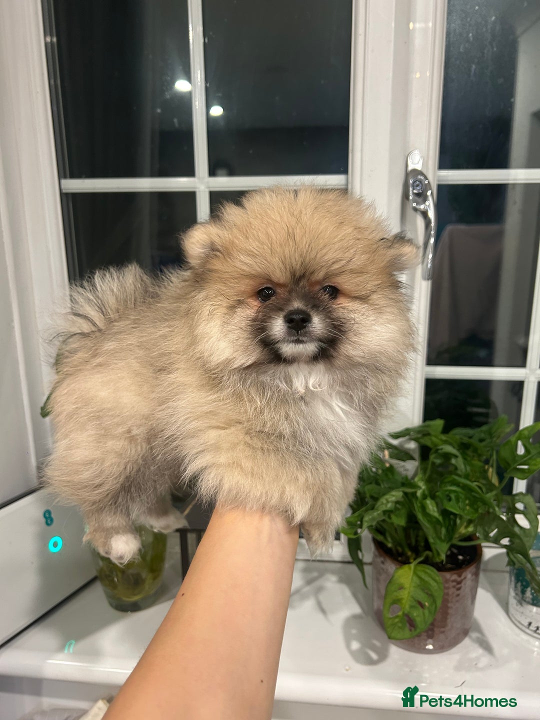 Pomeranian dogs for sale: 4 lovely Pomeranian Puppies for sale AVAILABLE NOW - Image 8