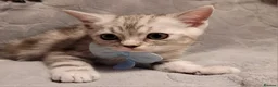 British Shorthair cats for sale: Beautiful kittens – 2 Boys & 2 Girls Ready Now  - Advert 21