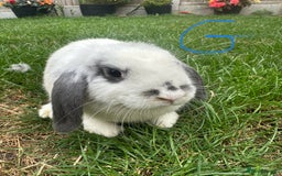 Mini Lop rabbits for sale: Mini Lop Rabbits For Sale  - Image 22