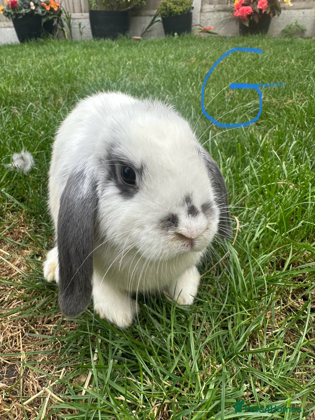 Mini Lop rabbits for sale: Mini Lop Rabbits For Sale  - Image 22