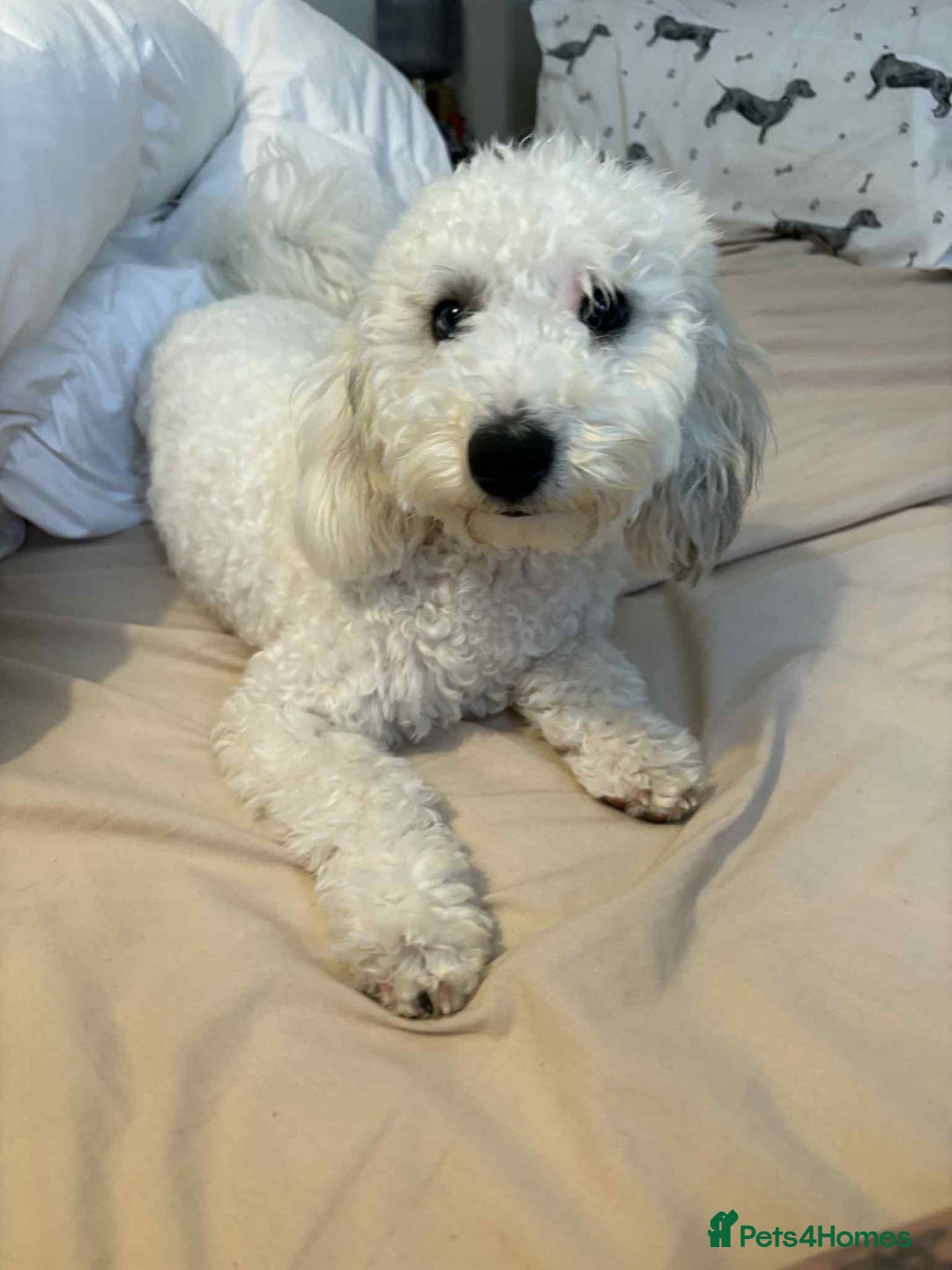 Miniature Poodle dogs for sale: Female miniature poodle  - Image 6