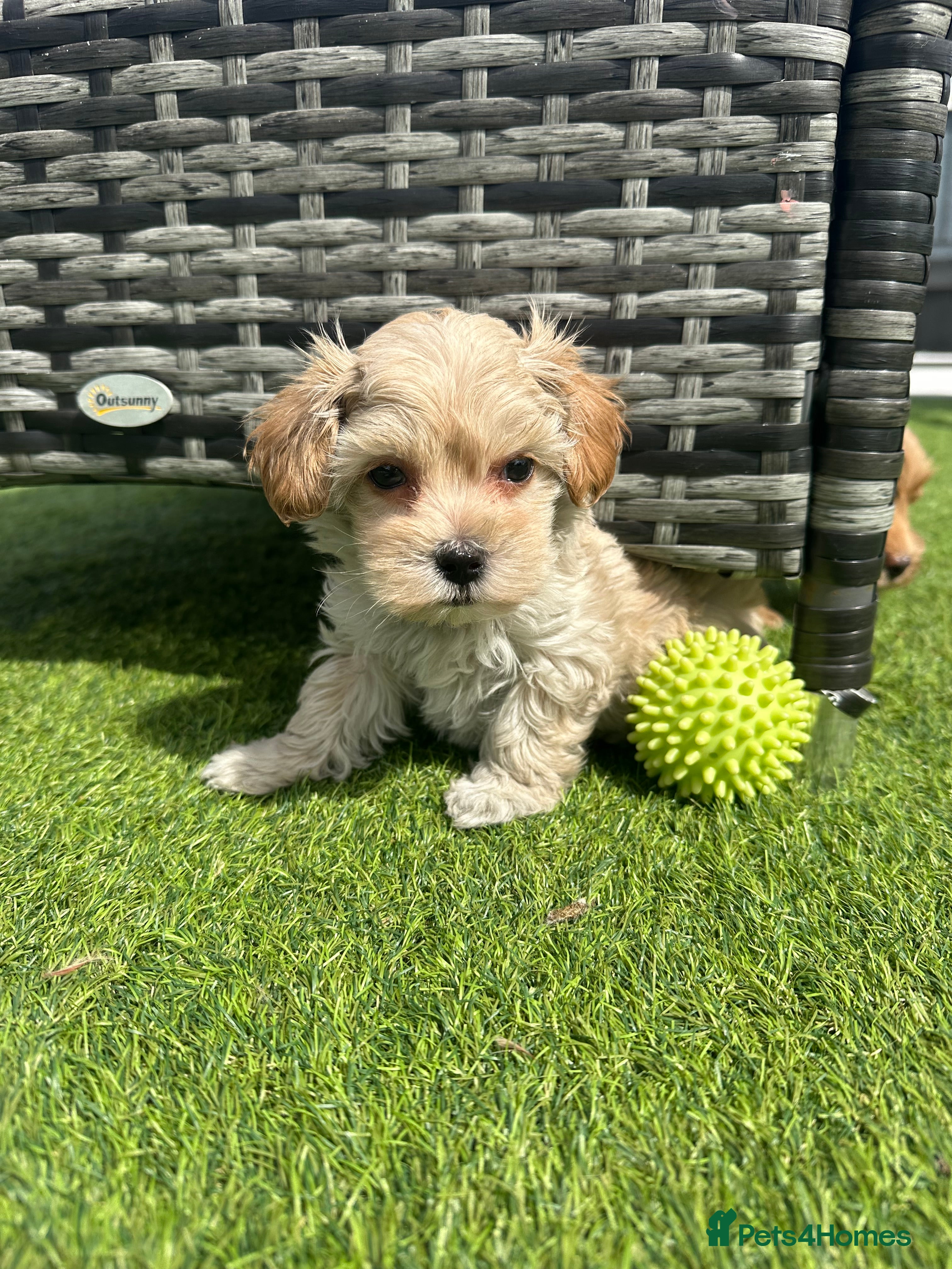 Maltipoo dogs ✨ HEALTH TESTED PARENTS ✨KC 👑 MALTIPOOS 👑 - Advert 2