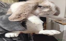 French Lop rabbits for sale: French lop  - Advert 2