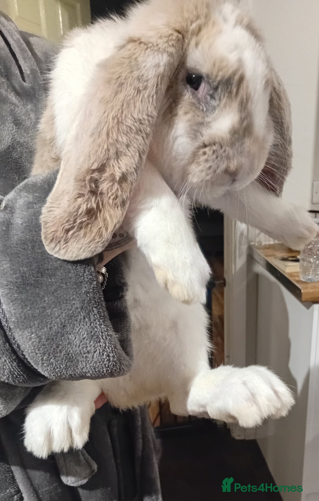 French Lop rabbits for sale: French lop  - Advert 2