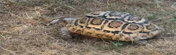 Tortoise reptiles for sale: Jeffrey and Dahma - Advert 8