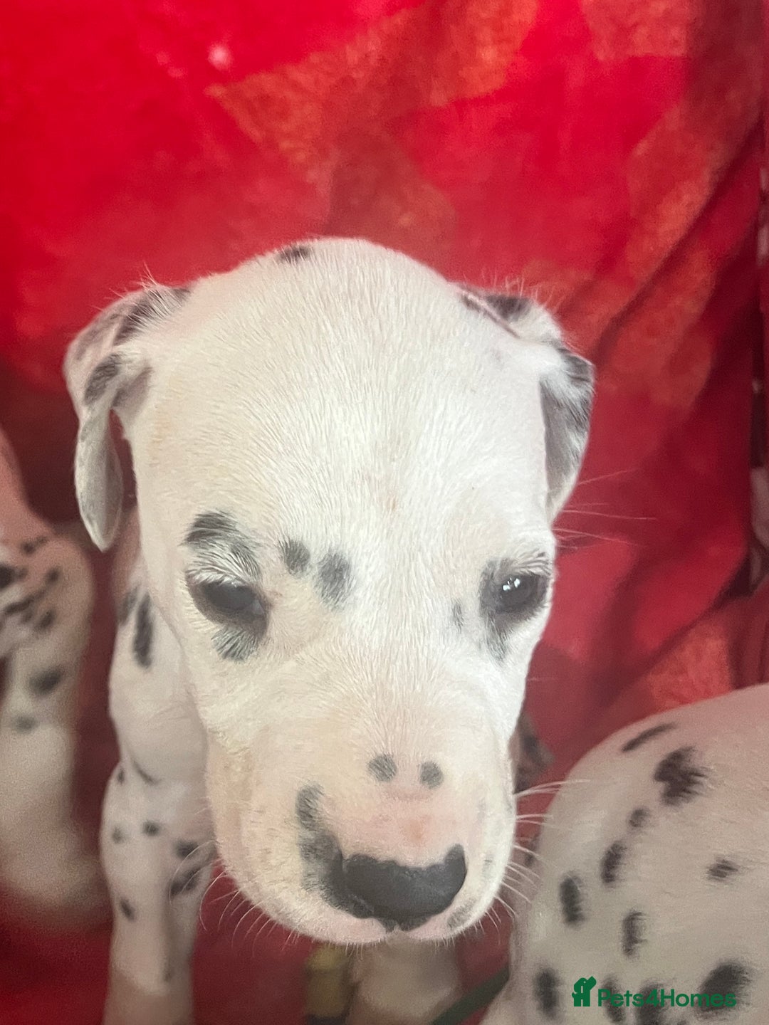 Dalmatian dogs for sale: Top quality Dalmatian puppies 5* homes  - Advert 22