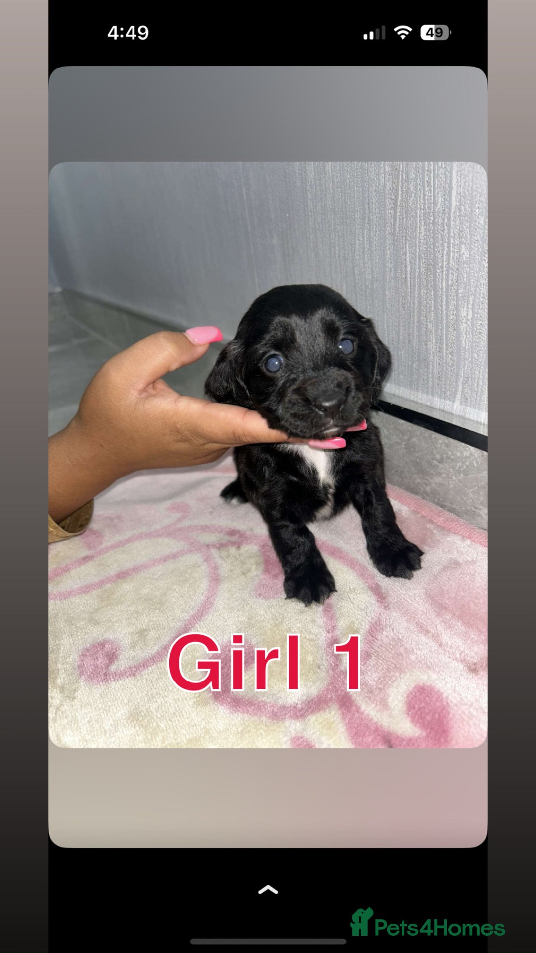 Cocker Spaniel dogs for sale: Cocker spaniel puppies for sale  - Image 3