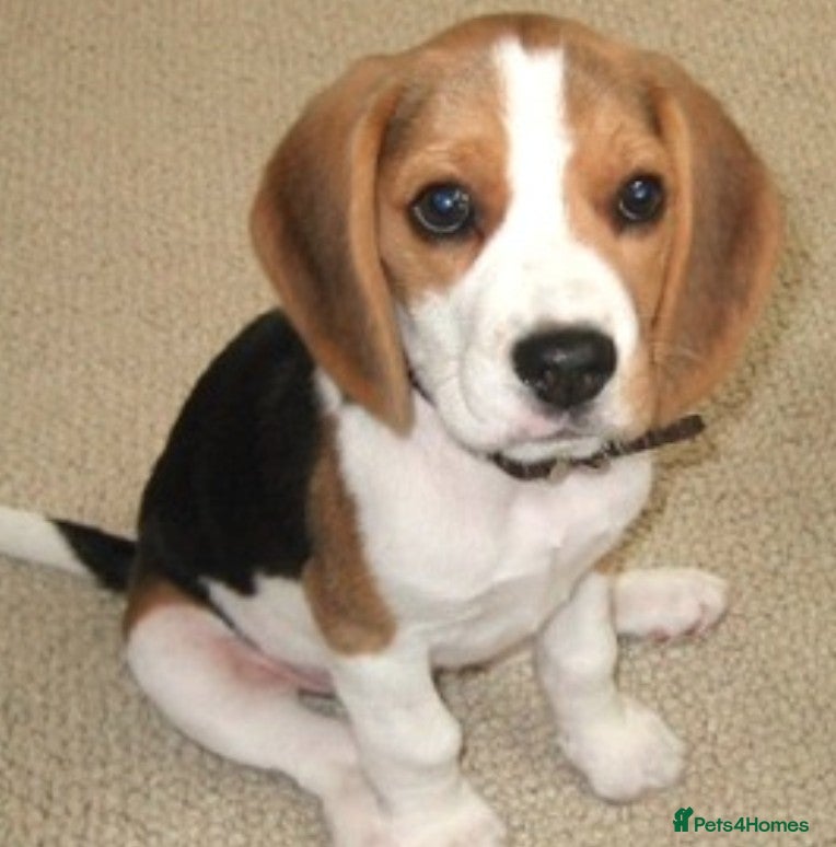 Beagle dogs Beagle called Ava - Advert 2