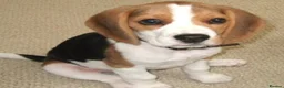 Beagle dogs for sale: Beagle called Ava - Advert 1