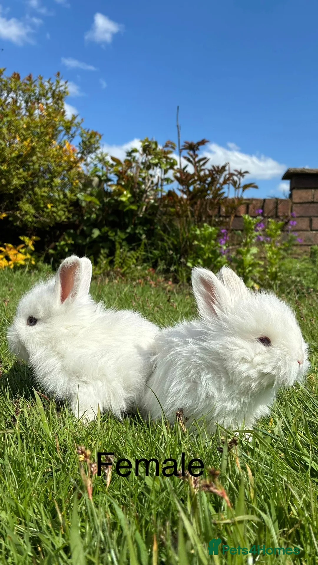 Mixed Breed rabbits for sale: Teddy rabbits for sale  - Advert 1
