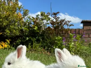 Mixed Breed rabbits for sale: Teddy Widder / Teddy Dwerg rabbits for sale - Advert 2