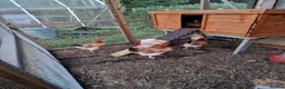 Chickens poultry for sale: Wheaton Maran hens for sale  - Advert 2