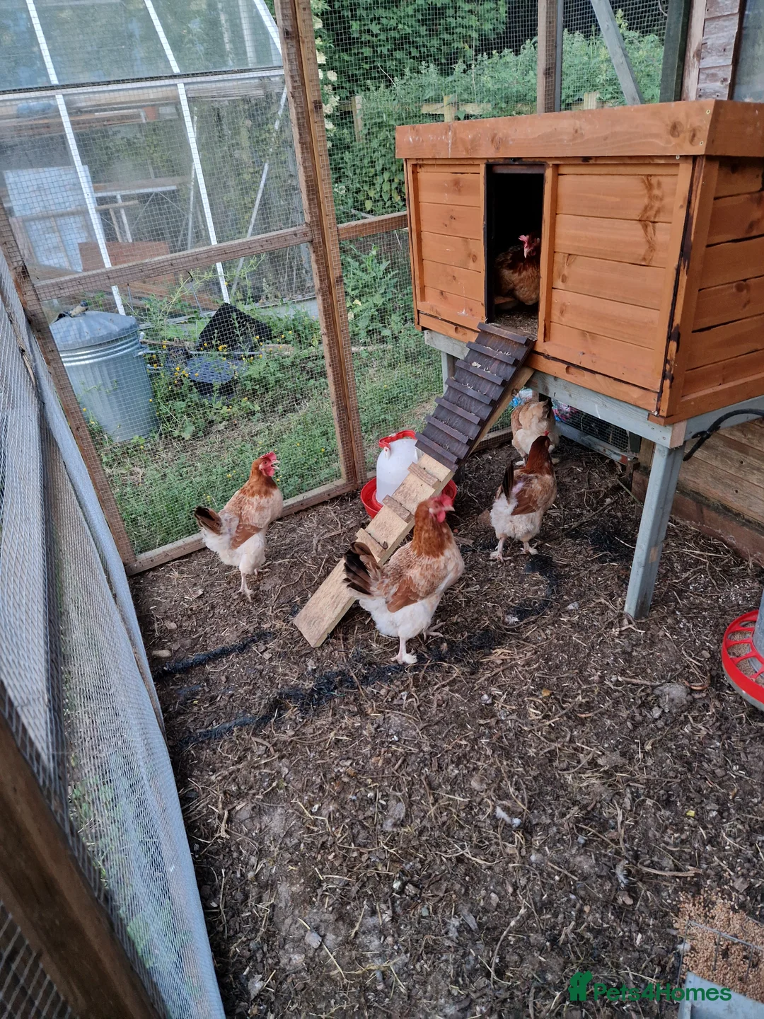 Chickens poultry for sale: Wheaton Maran hens for sale  - Advert 2