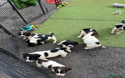English Springer Spaniel dogs for sale: Stunning kc reg dna tested  - Image 5