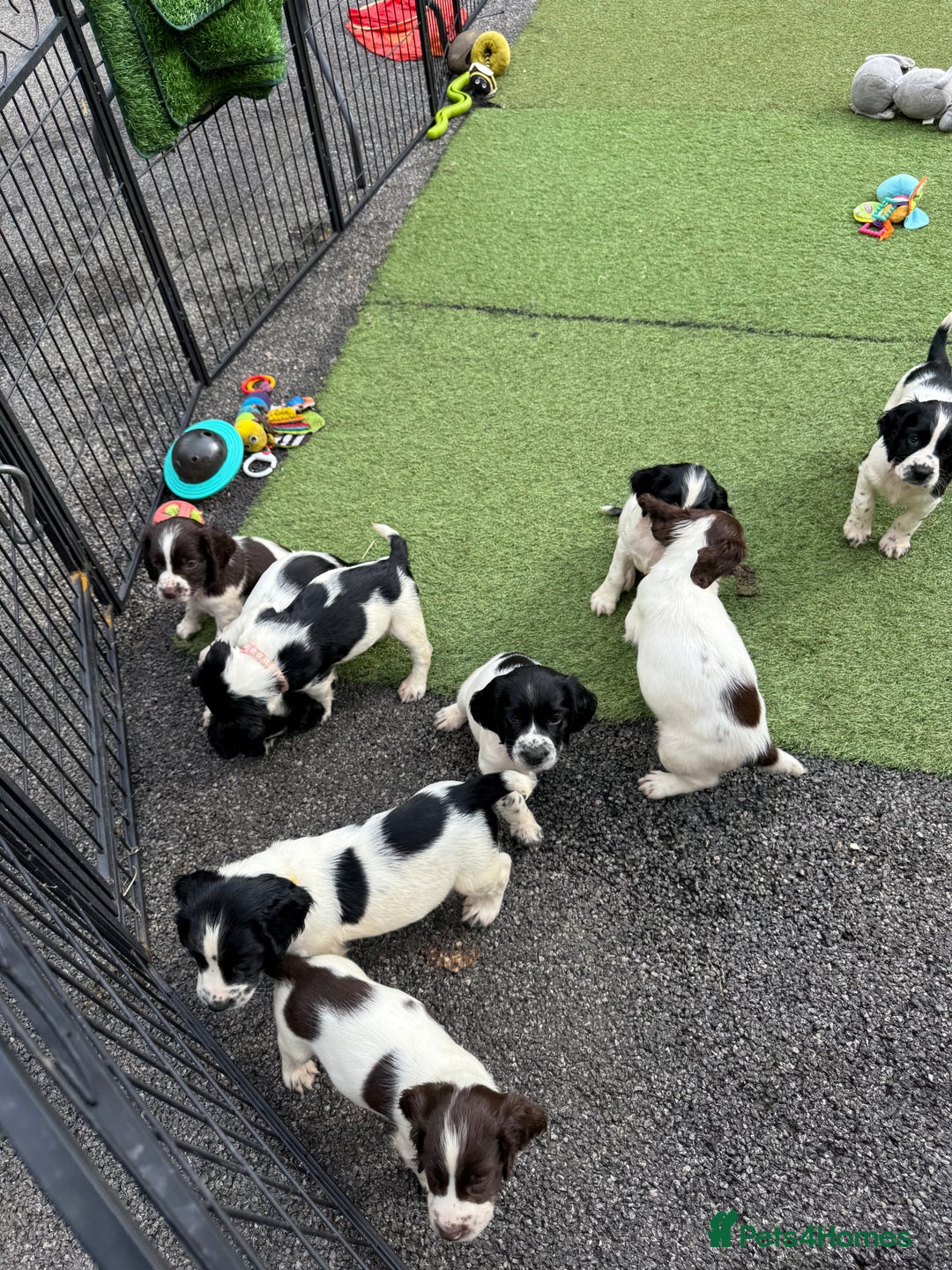 English Springer Spaniel dogs for sale: Stunning kc reg dna tested  - Image 5