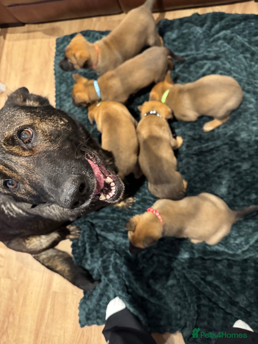 Mixed Breed dogs for sale: Gorgeous GSD X Belgian Malinois Pups Available - Advert 9