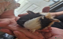 Guinea Pig rodents for sale: Beautiful Female guinea pig  - Image 2