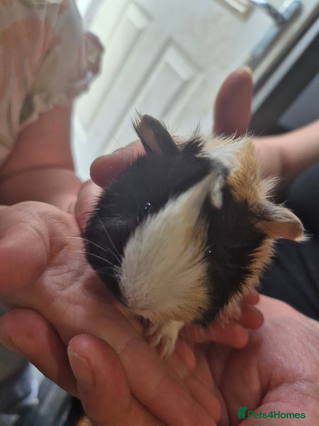 Guinea Pig rodents for sale: Beautiful Female guinea pig  - Image 2