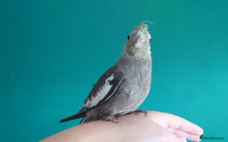 Cockatiels birds for sale: Hand reared semi tame DNA sexed baby cockatiel  in Worthing - Image 23