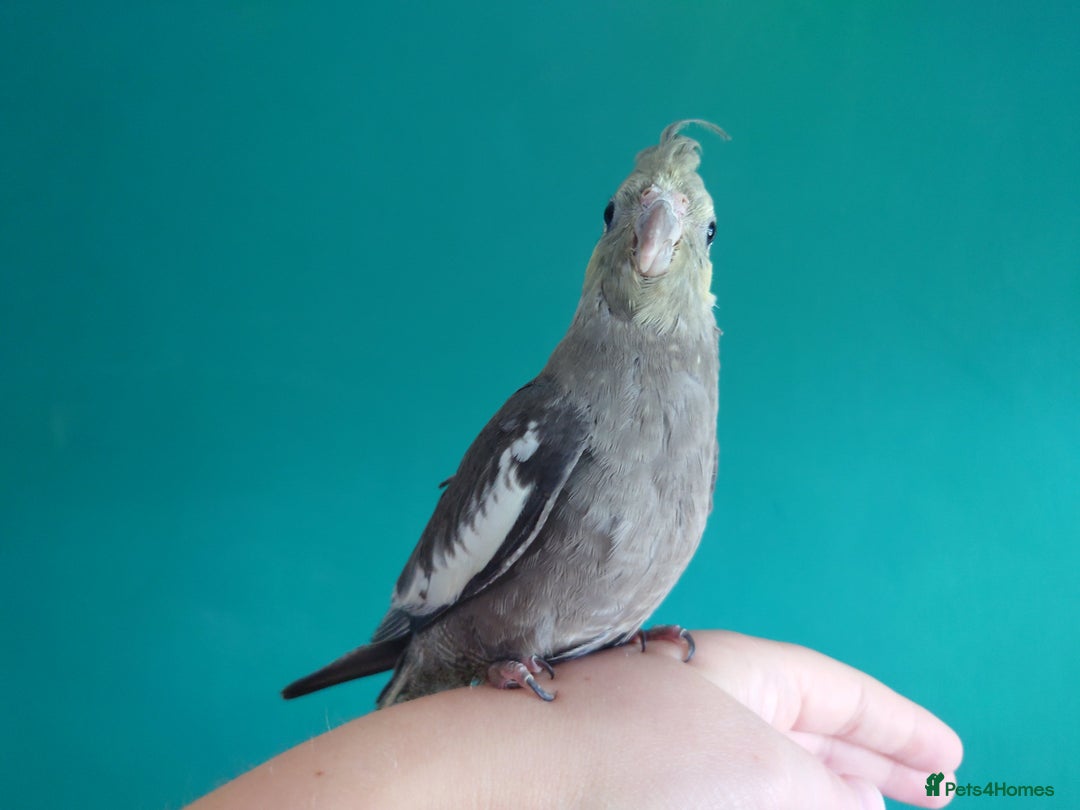 Cockatiels birds for sale: Hand reared semi tame DNA sexed baby cockatiel  in Worthing - Image 23