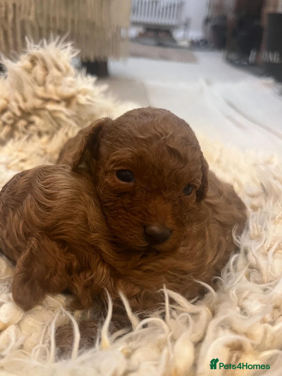 Toy Poodle dogs for sale: Toy poodle - Advert 8