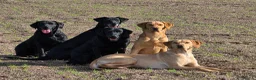Labrador Retriever dogs for sale: Beautiful kc registered labrador pups for sale  - Advert 4