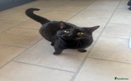 Domestic Shorthair cats for sale: Affectionate Female Cat Needs Calm cat  - Image 5