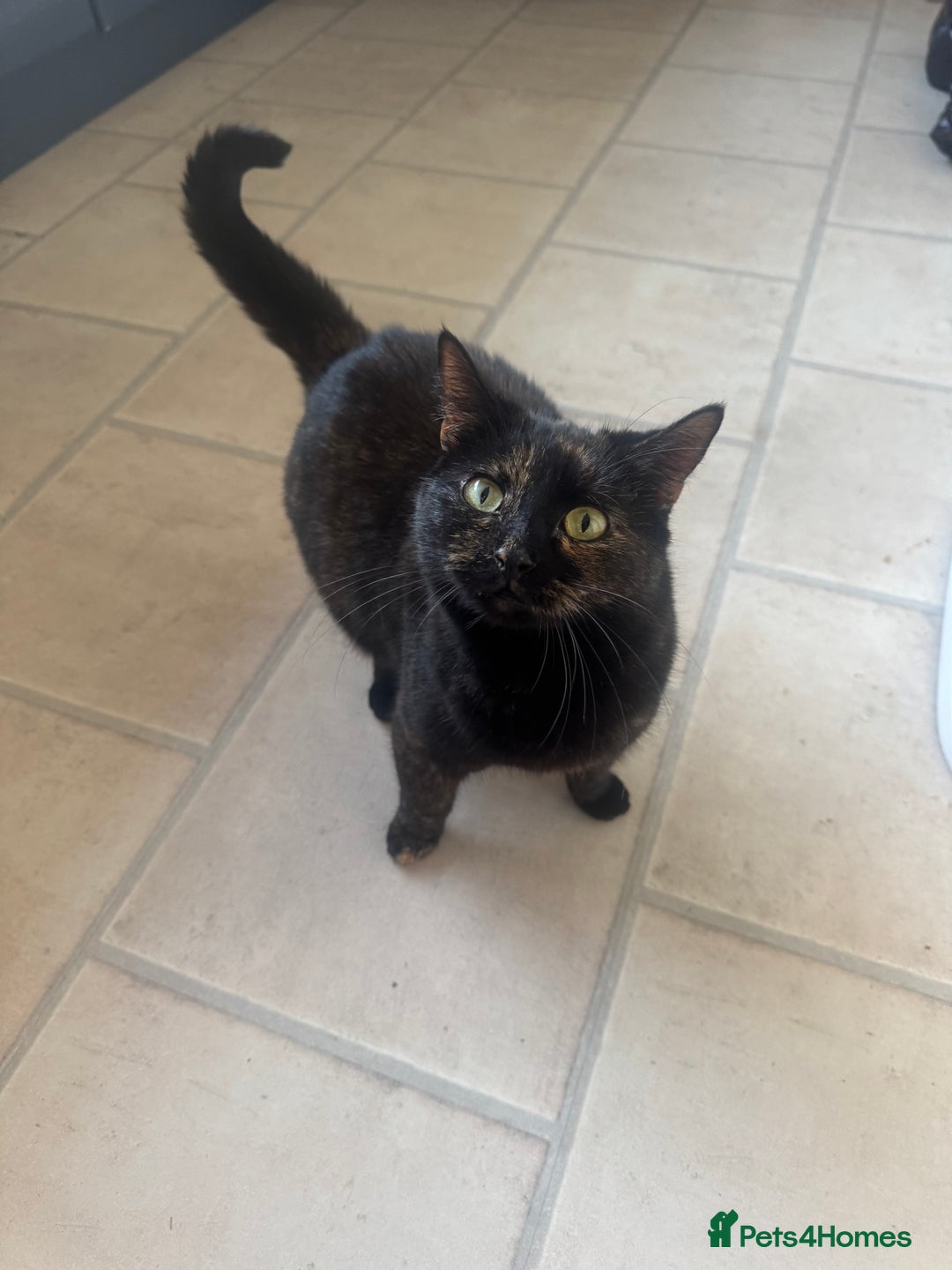 Domestic Shorthair cats for sale: Affectionate Female Cat Needs Calm cat  - Image 5