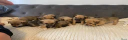 Jack Russell dogs for sale: Beautiful jack Russell puppies for sale.  - Advert 4
