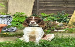 Sprocker dogs for sale: F1 Sprocker pups - Advert 8