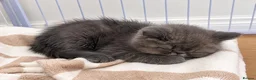 Exotic cats for sale: Beautiful Blue/Grey Exotic Shorthair boy Kitten 💙 - Advert 15
