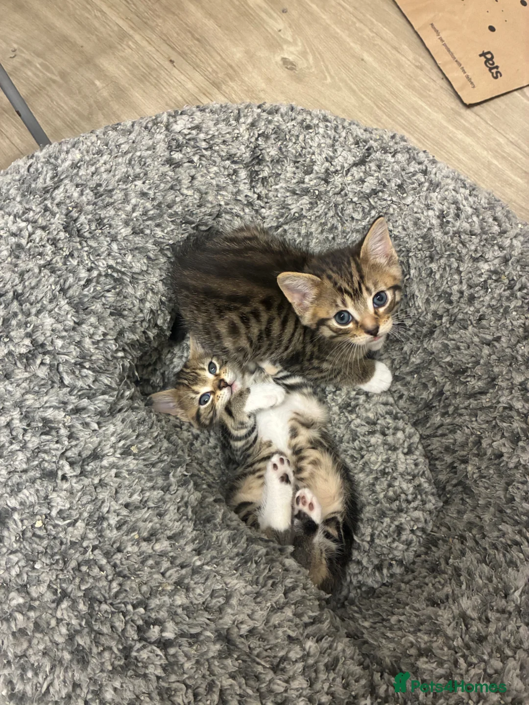 Savannah cats for sale: 5 Beautiful Kittens For SALE - Advert 1