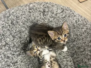 Savannah cats 4 Beautiful Savannah Kittens For SALE - Advert 3
