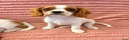 Cavalier King Charles Spaniel dogs for sale: DNA Tested Cavalier King Charles Puppy Bleinham - Advert 8
