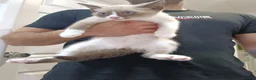 Mixed Breed cats for sale: For sale Russian blue pointed mix kittens...  in Great Yarmouth - Advert 6