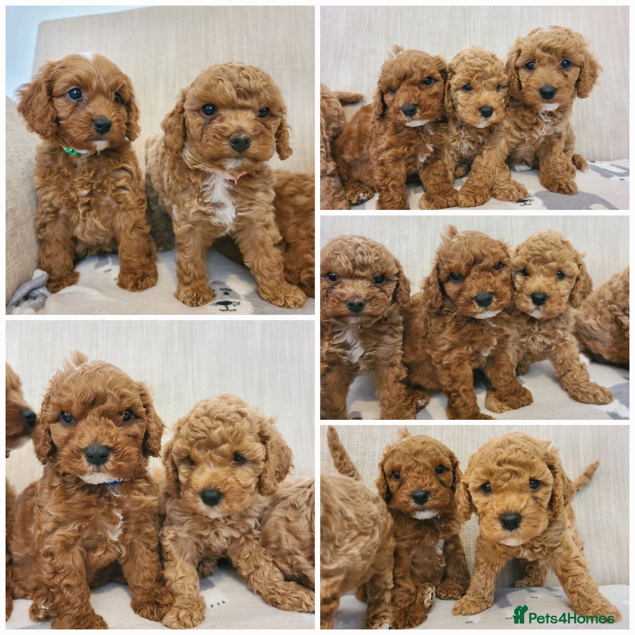 Cavapoo dogs Beautiful Red Health Tested Cavapoo Puppies - Advert 1