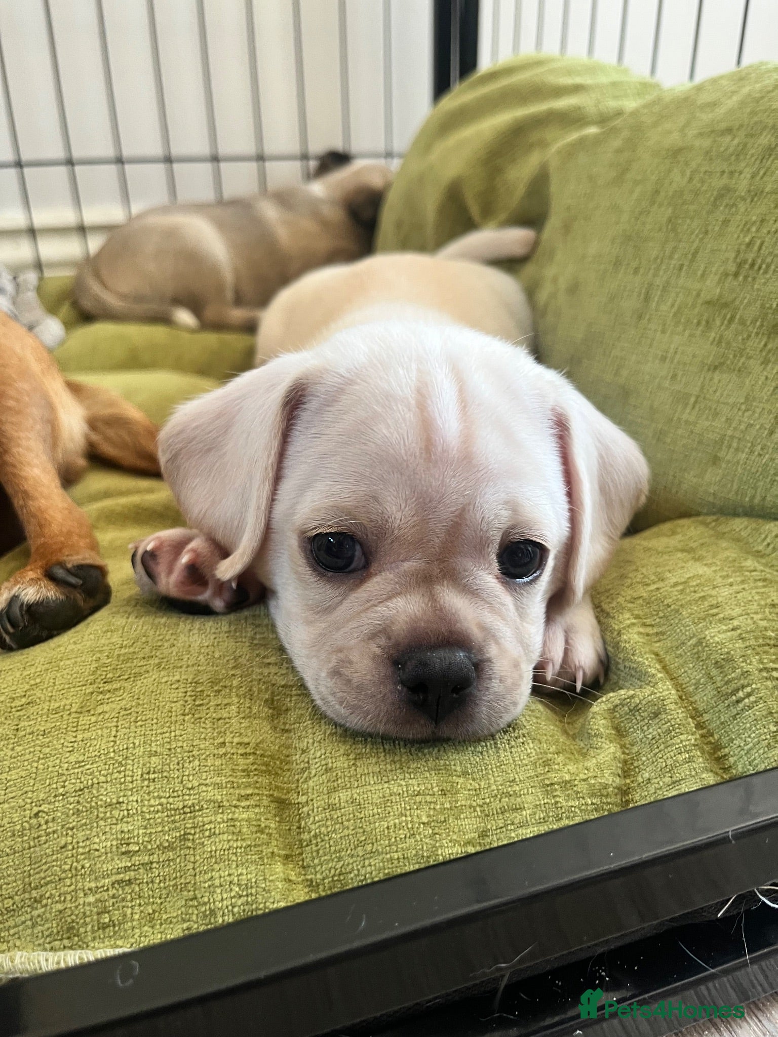 Mixed Breed dogs Pug cross puppies - Advert 7