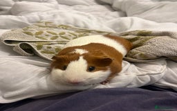 Guinea Pig rodents for sale: Three male guinea pigs  - Advert 2