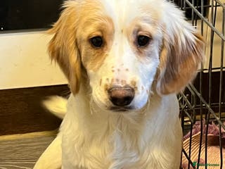 Cocker Spaniel dogs Working Cocker Spaniels - Advert 4